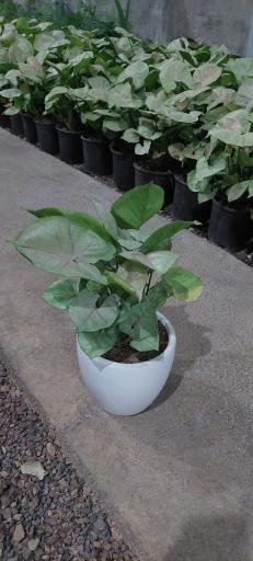 عکس گلدشت عطاالهی