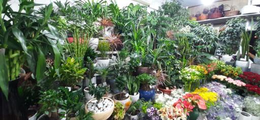 عکس سوپرگل صدف