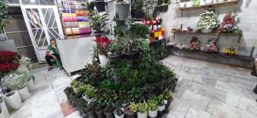 عکس سوپرگل صدف