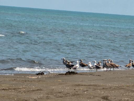 عکس پارک ساحلی امواج