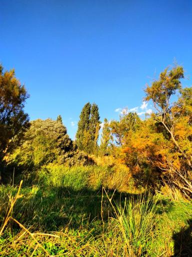 عکس نساره علیا