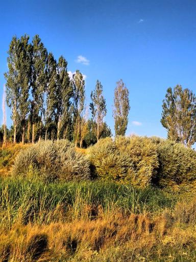 عکس نساره علیا