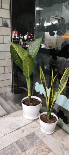 عکس پیرایش کاریزما 