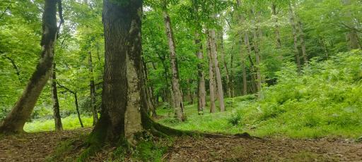 عکس یوله پیچ