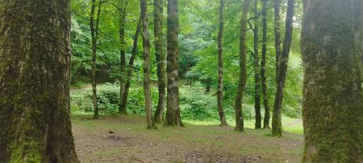 عکس یوله پیچ