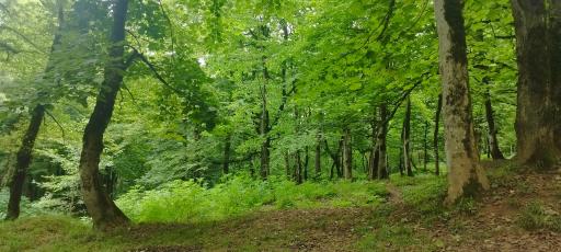 عکس یوله پیچ