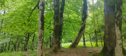 عکس یوله پیچ