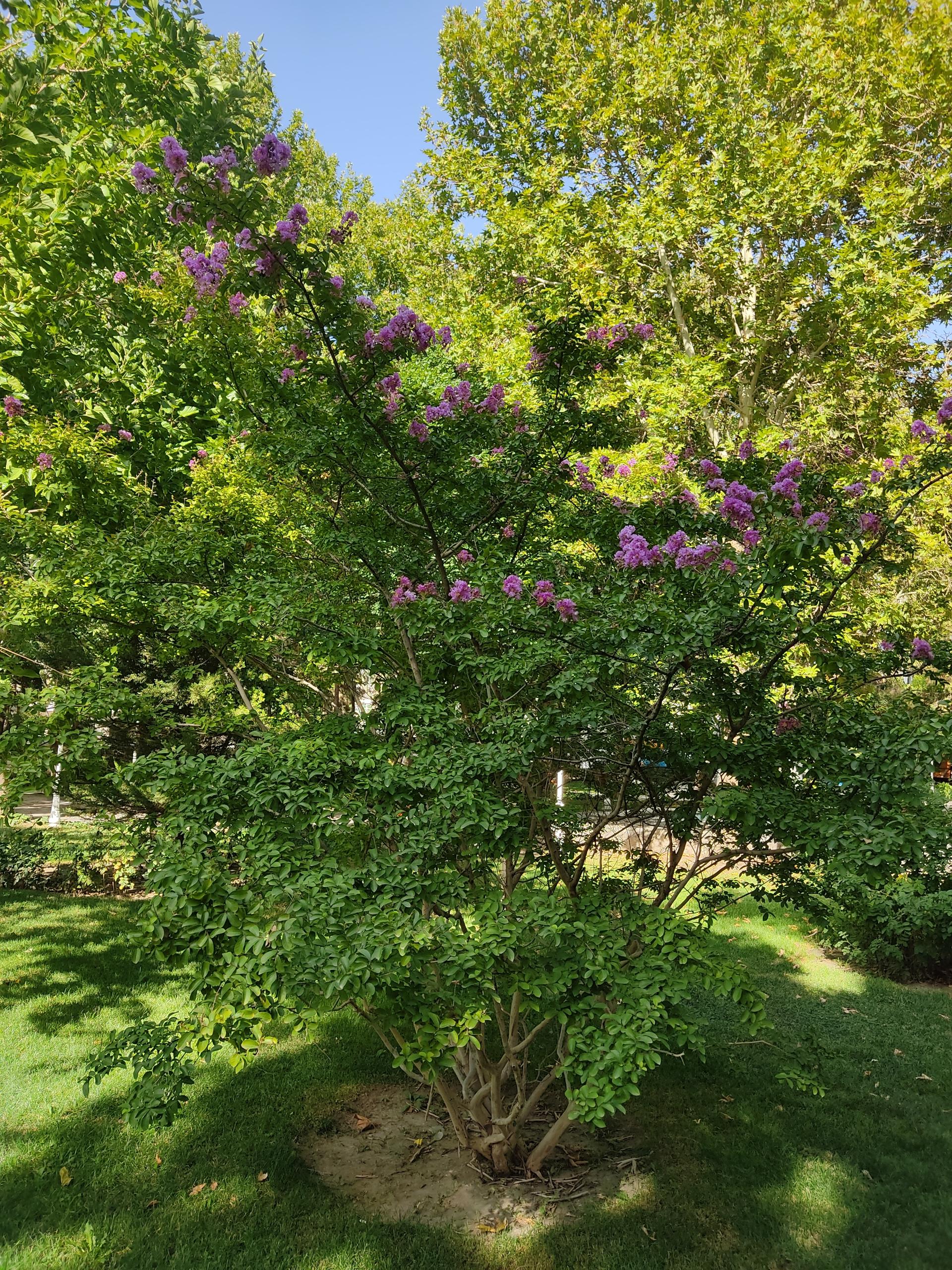 عکس بوستان رسالت