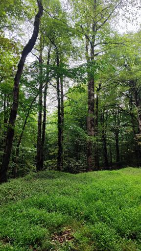 عکس یوله پیچ