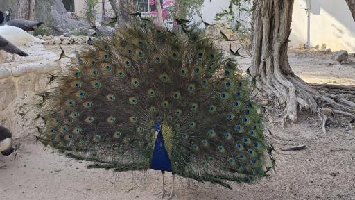 عکس پارک دلفین