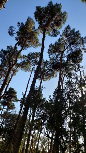 عکس پارک ارم سبز