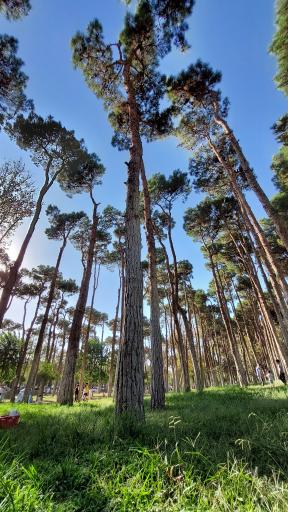 عکس پارک ارم سبز