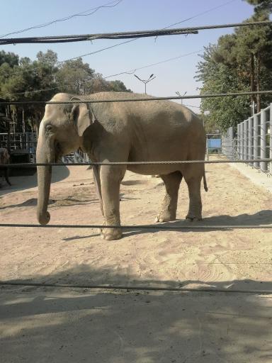 عکس پارک ارم سبز