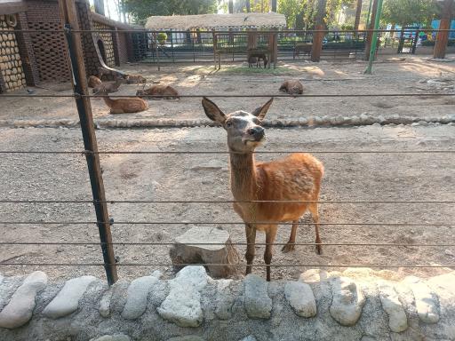 عکس پارک ارم سبز