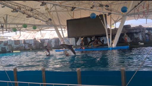 عکس پارک دلفین