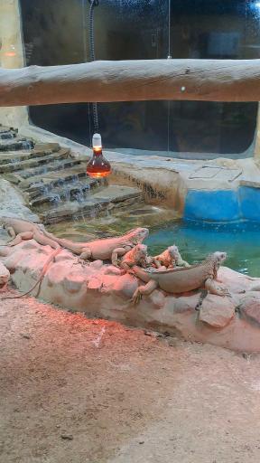 عکس پارک ارم سبز