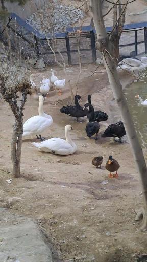 عکس پارک ارم سبز