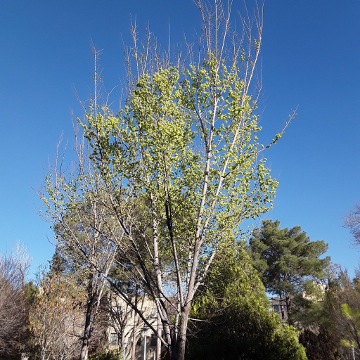 عکس بوستان باغ نوش