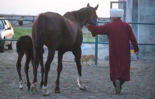 عکس مزرعه گردشگری اسب ترکمن 