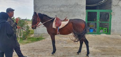 عکس مزرعه گردشگری اسب ترکمن 