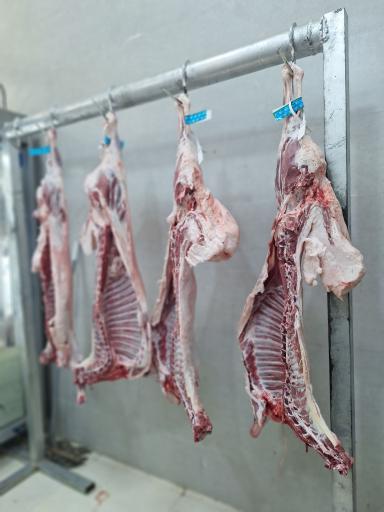 عکس هایپر پروتئین مهدی پپرو