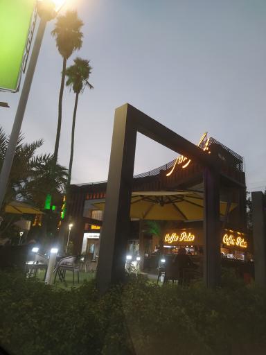 عکس مجموعه گل های داوودی ( پالم )