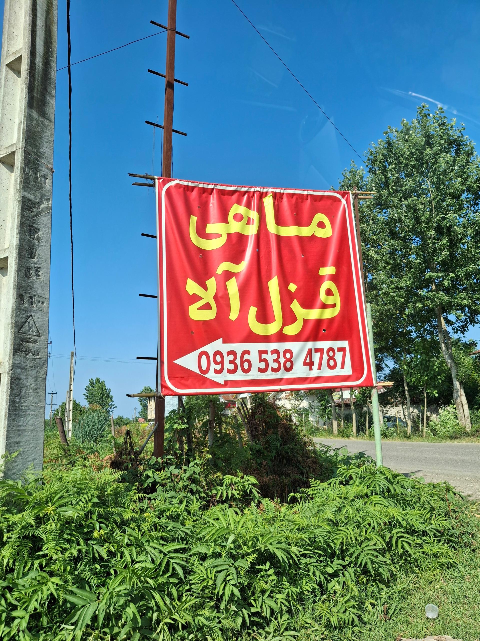 عکس پرورش ماهی خاویار سبز