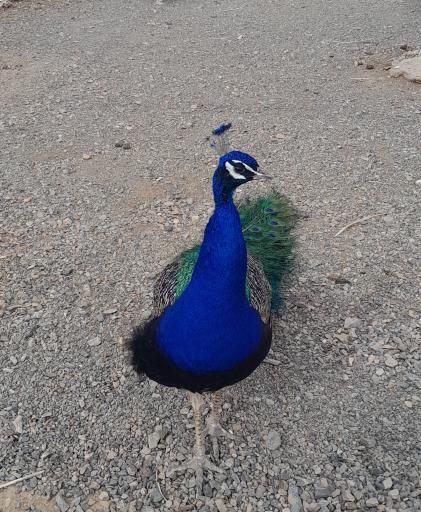 عکس موزه پارک حیات وحش چشمه خسرو