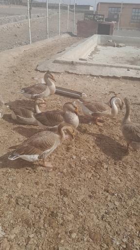 عکس موزه پارک حیات وحش چشمه خسرو