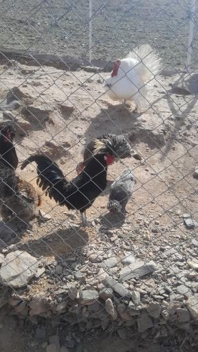 عکس موزه پارک حیات وحش چشمه خسرو