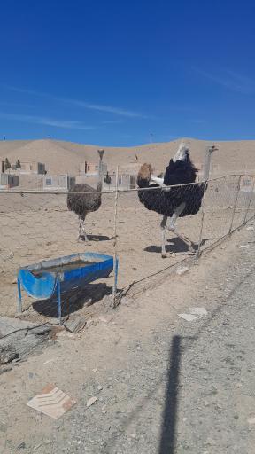 عکس موزه پارک حیات وحش چشمه خسرو
