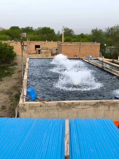 عکس پرورش ماهی داود رستم زاده