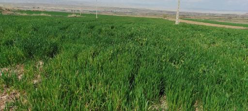 عکس پیش قلعه