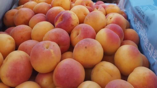 عکس میوه سرای ادریس