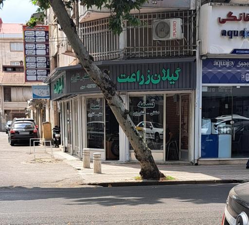 عکس گیلان زراعت