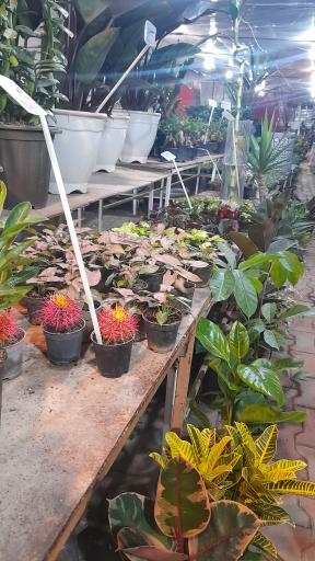 عکس نمایشگاه گل و گلدان خواجو