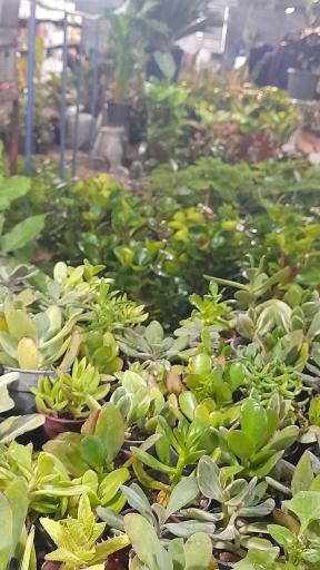 عکس نمایشگاه گل و گلدان خواجو