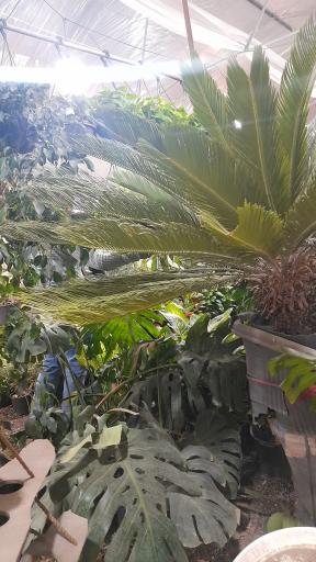 عکس نمایشگاه گل و گلدان خواجو