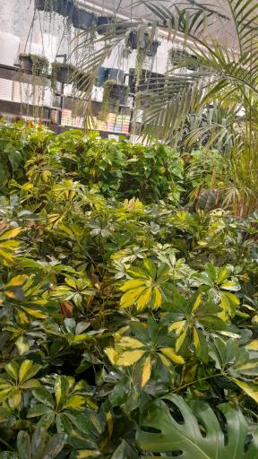 عکس نمایشگاه گل و گلدان خواجو