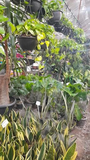 عکس نمایشگاه گل و گلدان خواجو