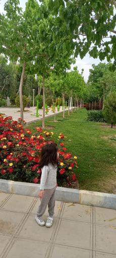 عکس بوستان بنفشه