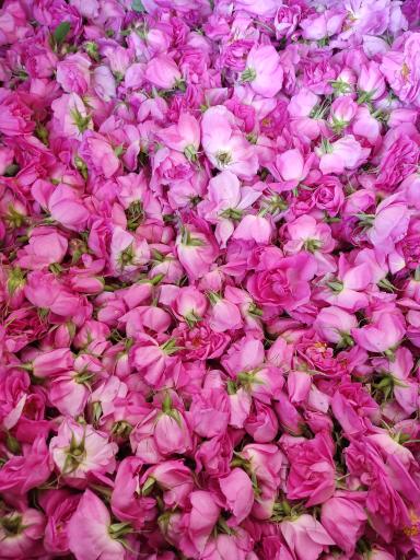 عکس کارگاه گلابگیری صامعی