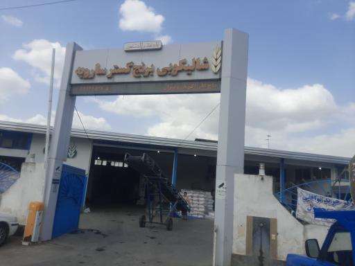 عکس شالیکوبی برنج گستر سارویه 