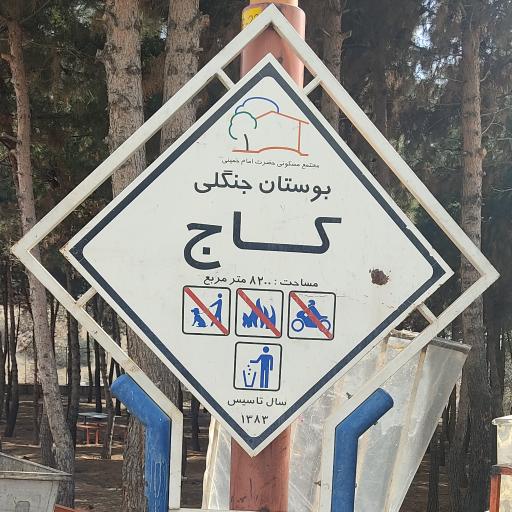 عکس بوستان جنگلی کاج