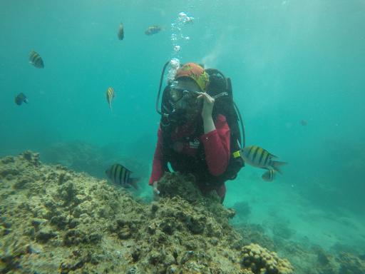 عکس کلوپ دلفین