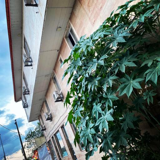 عکس هتل آپارتمان احسان