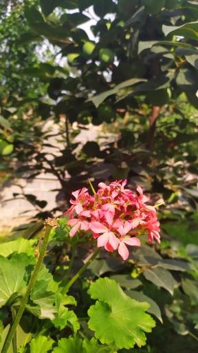 عکس سوییت مدرن و سنتی جعفری