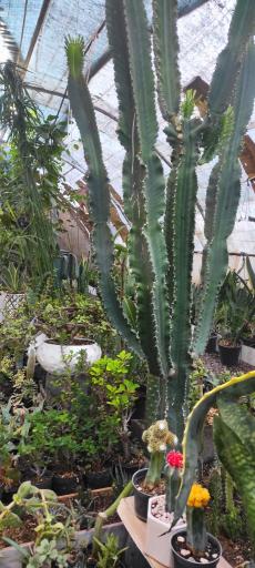 عکس گل وگیاه محمد