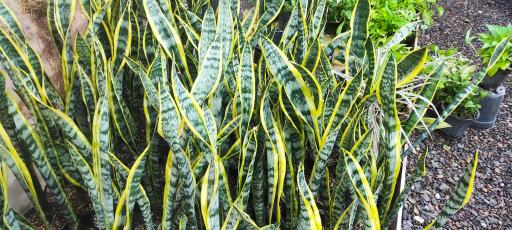 عکس گل وگیاه محمد