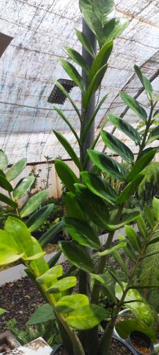 عکس گل وگیاه محمد